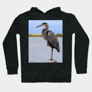 Royal Blue Heron Hoodie